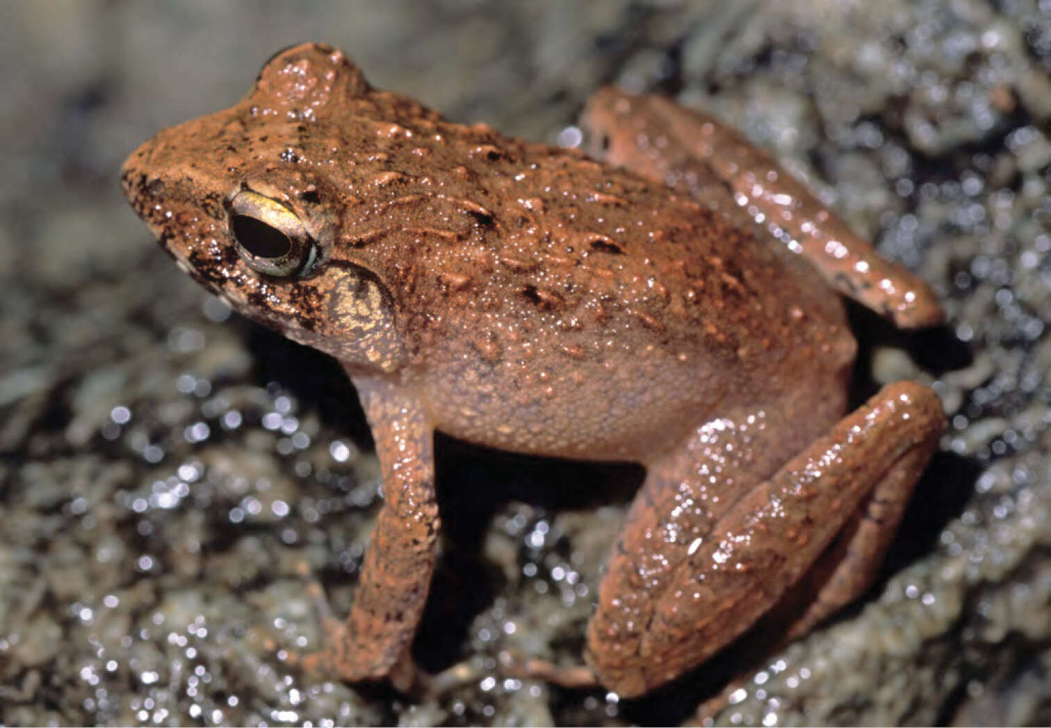 Image of Taylor's Wrinkled Ground Frog