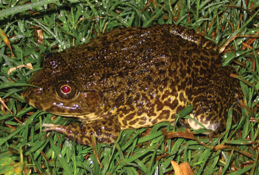 Image of Chinese Edible Frog