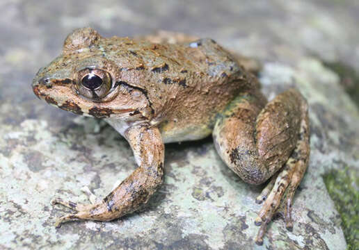 Image of Luzon Fanged Frog