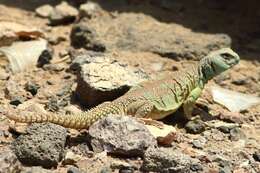 Imagem de Uromastyx ocellata Lichtenstein 1823