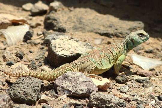 Imagem de Uromastyx ocellata Lichtenstein 1823