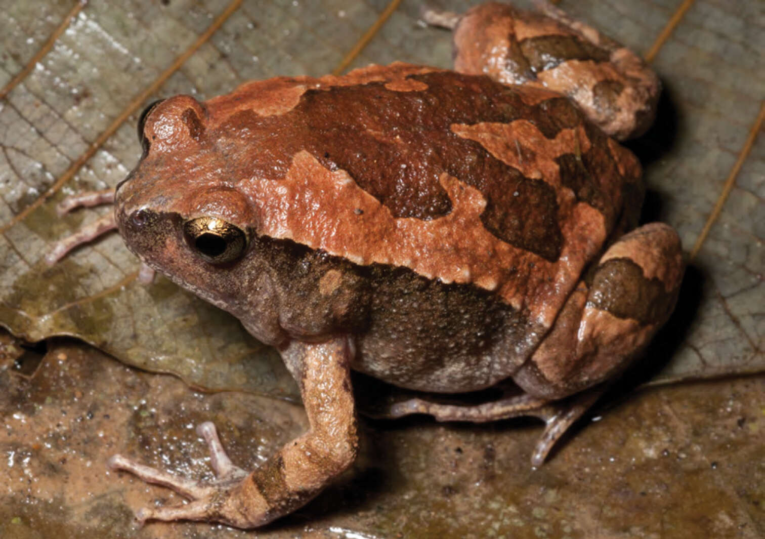 Image of Painted Narrowmouth Toad