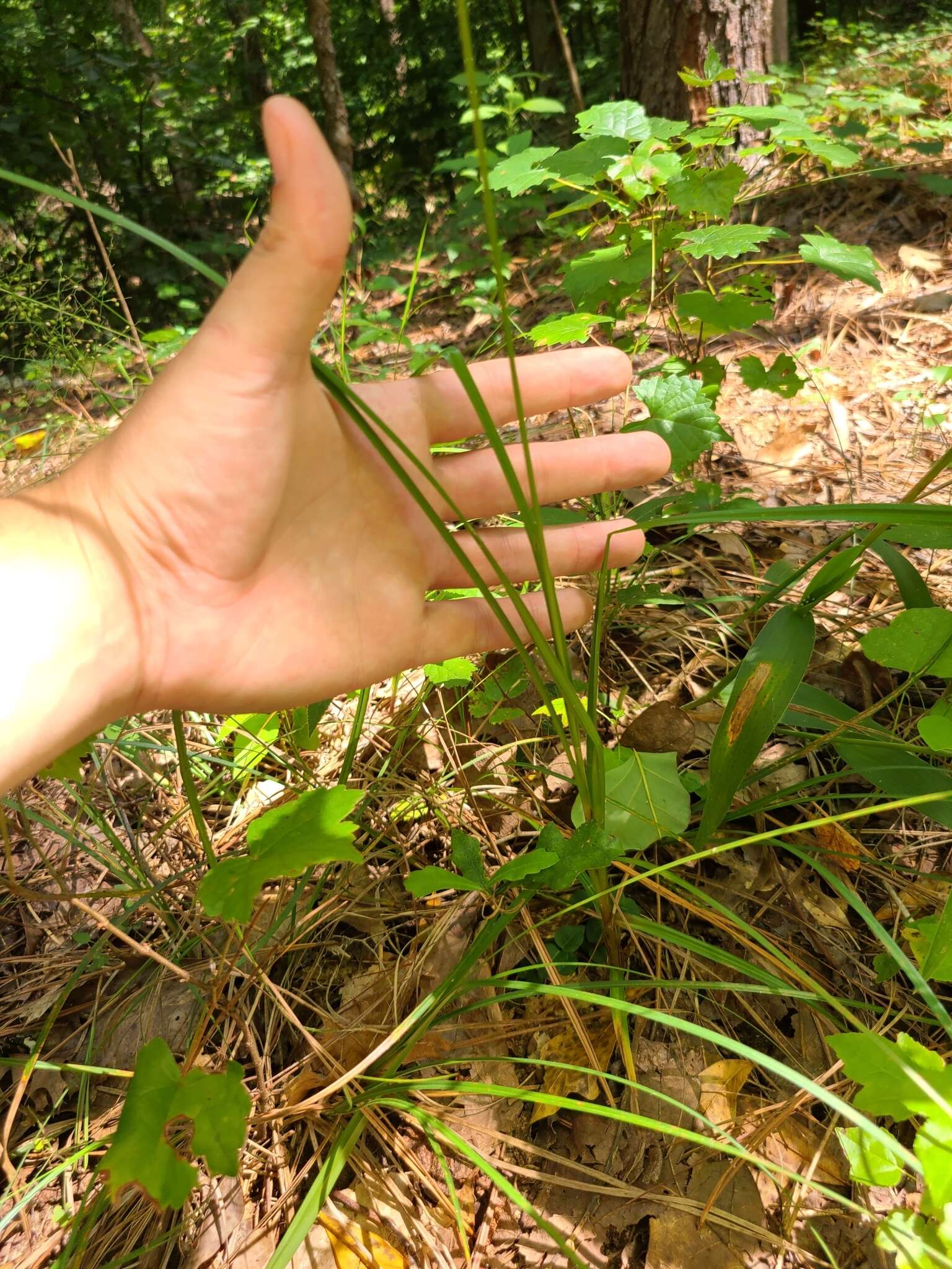 Image of Rough Flat Sedge