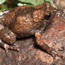 Image of Kalinga Narrowmouth Toad