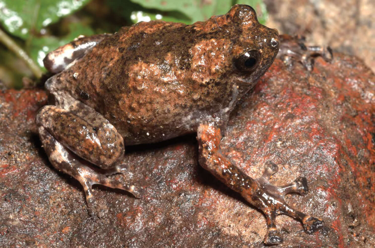 Image of Kalinga Narrowmouth Toad