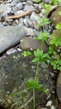 Image of fragrant bedstraw