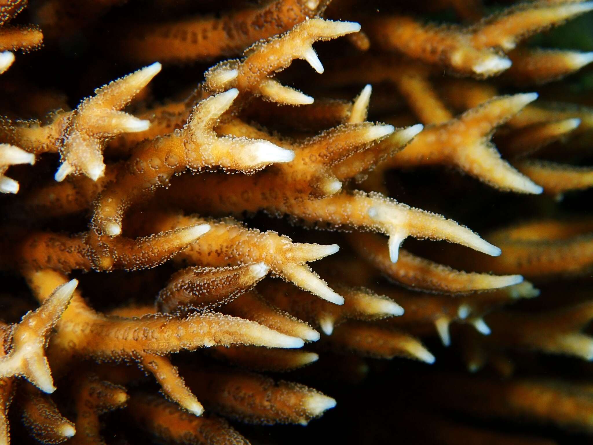 Image of Thin Birdsnest Coral