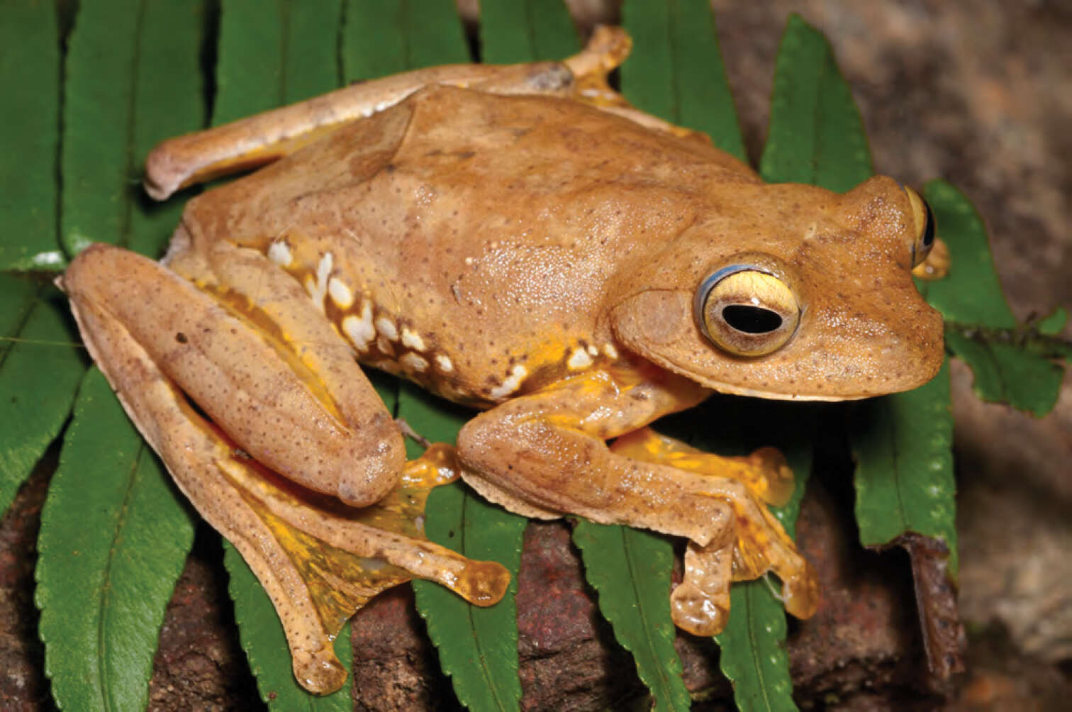 Image of Harlequin Tree Frog