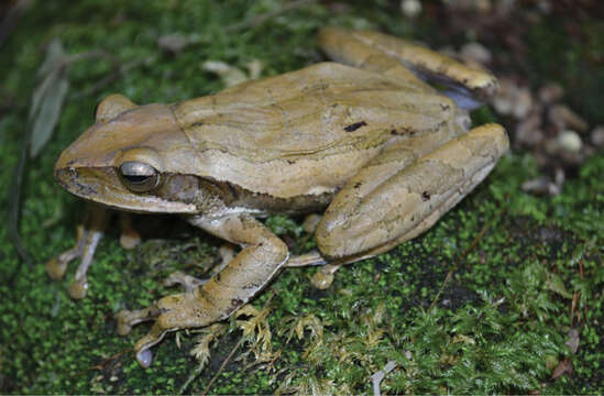 Image of Common Tree Frog