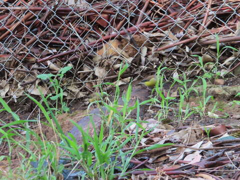 Image of Cape Siskin