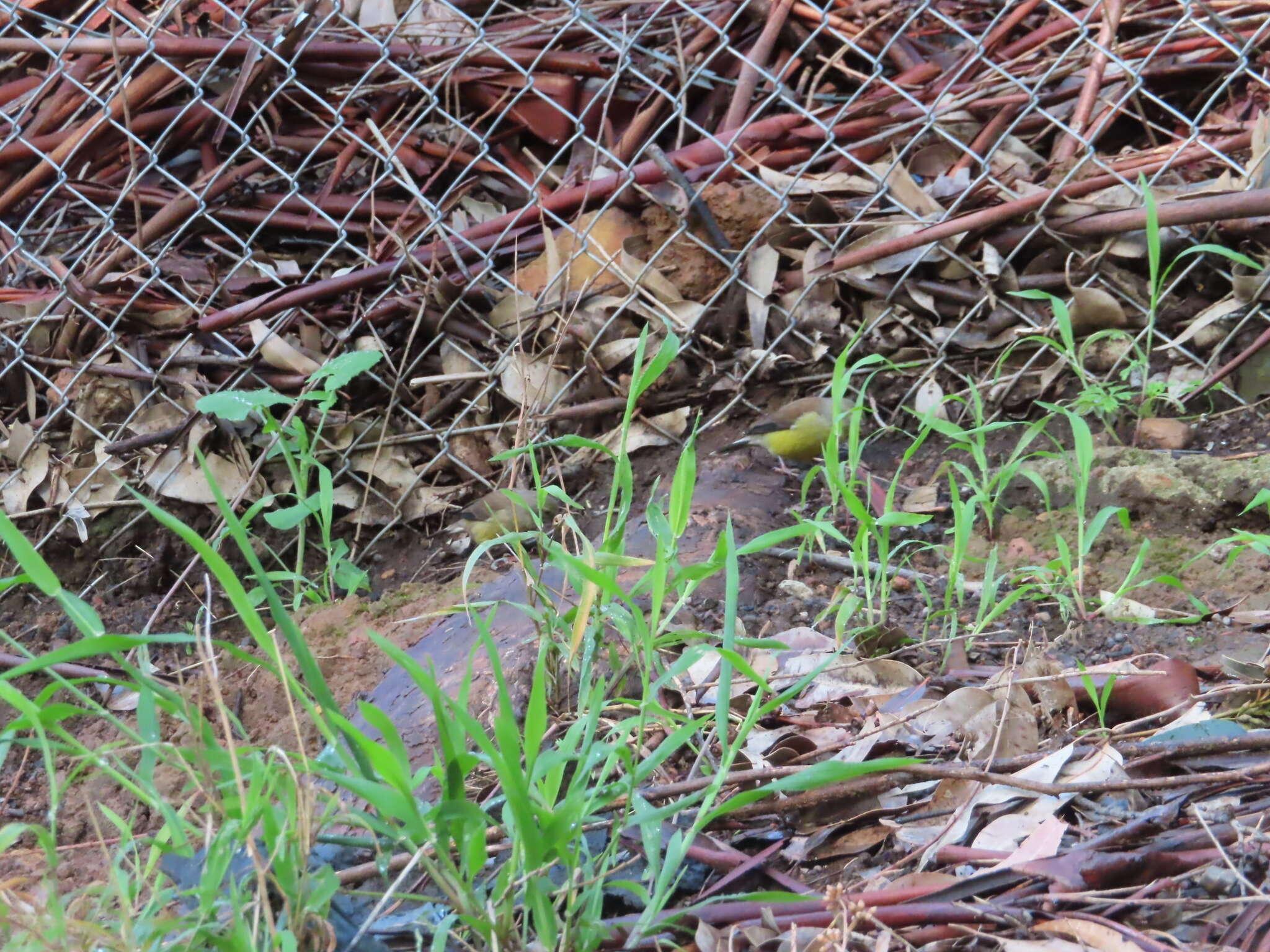 Image of Cape Siskin