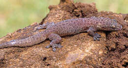 Image of Common Four-clawed Gecko