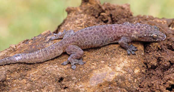 Gehyra mutilata (Wiegmann 1834) resmi