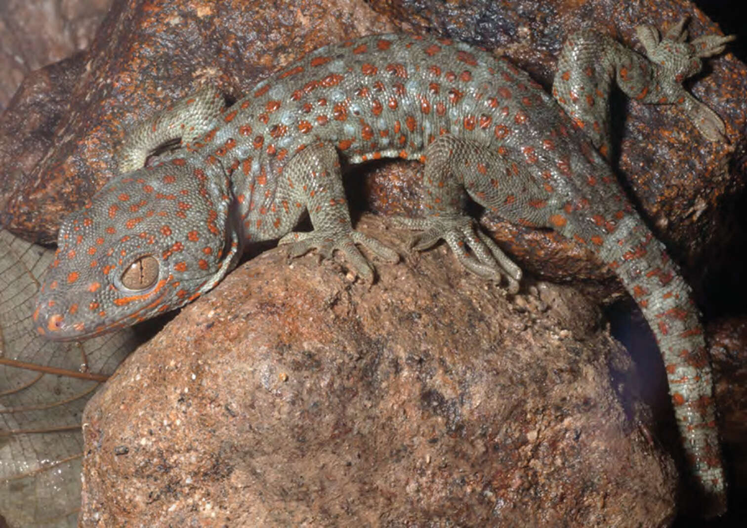 Image of Tokay Gecko