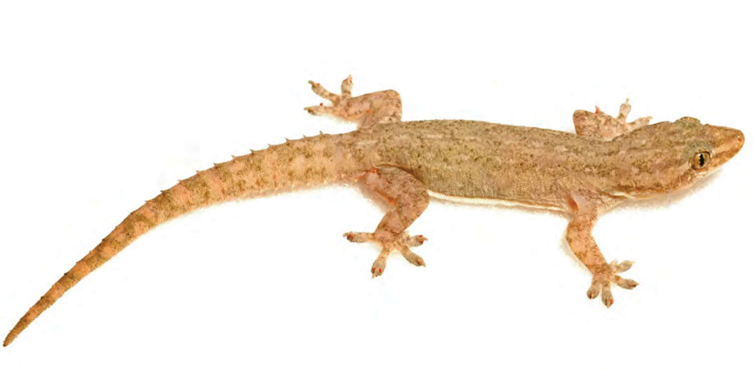 Hemidactylus frenatus Duméril & Bibron 1836 resmi