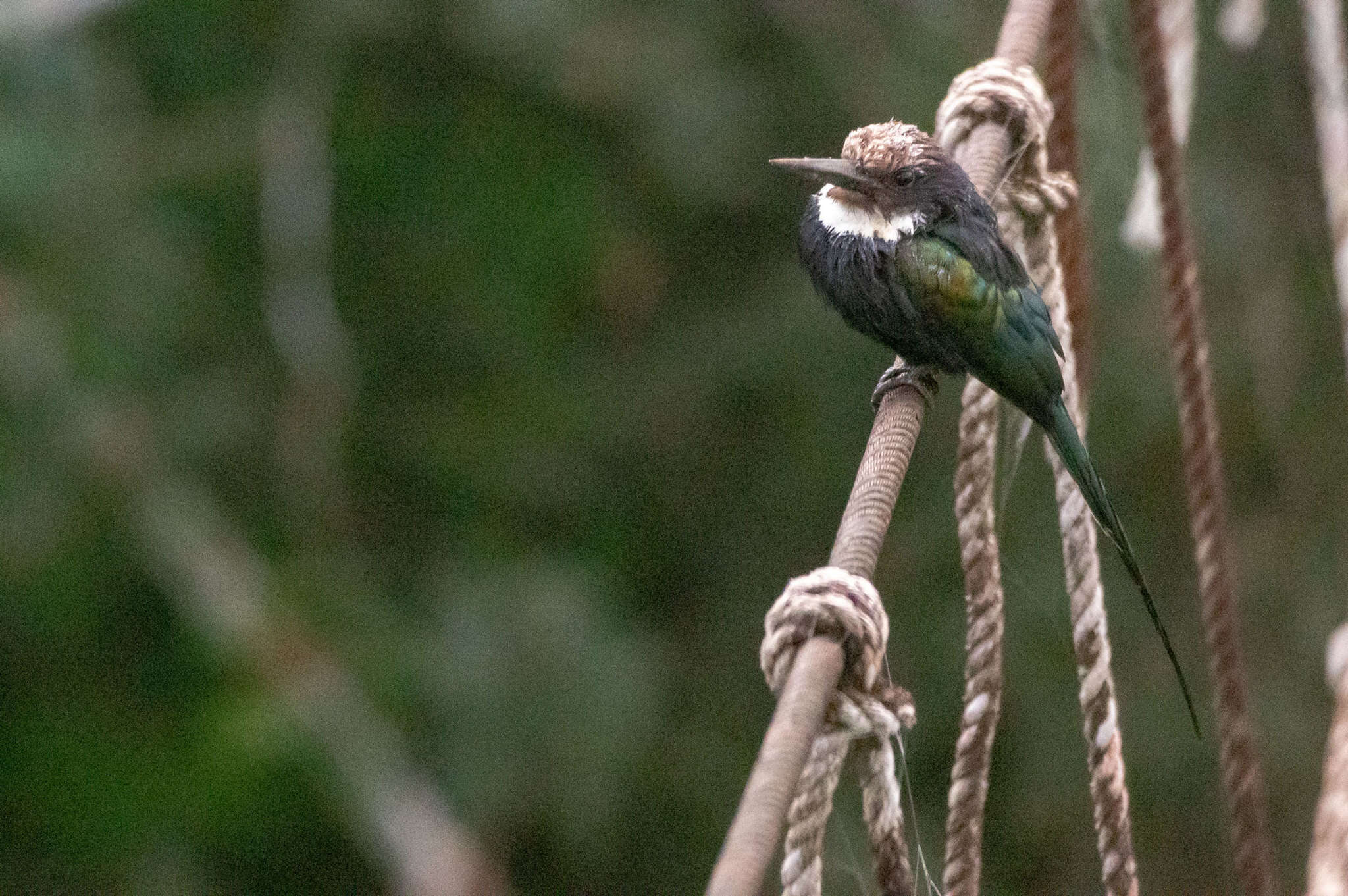 Image of Paradise Jacamar