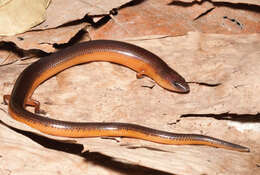 Image of Two-colored Short-legged Skink