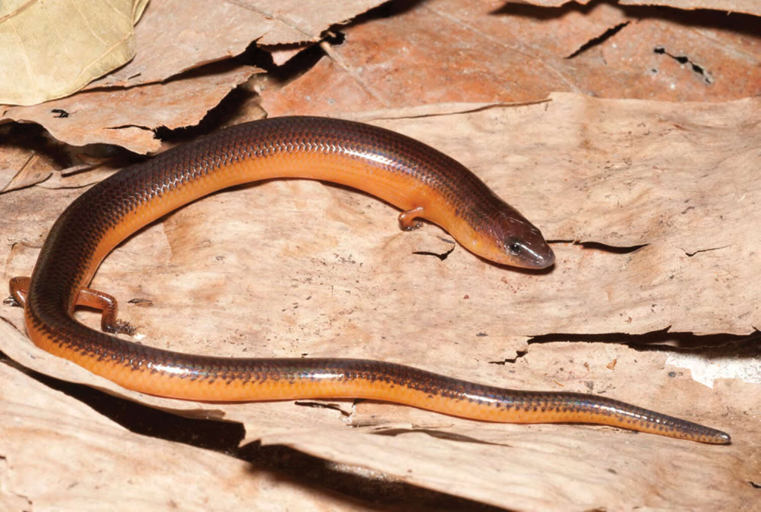 Image of Two-colored Short-legged Skink