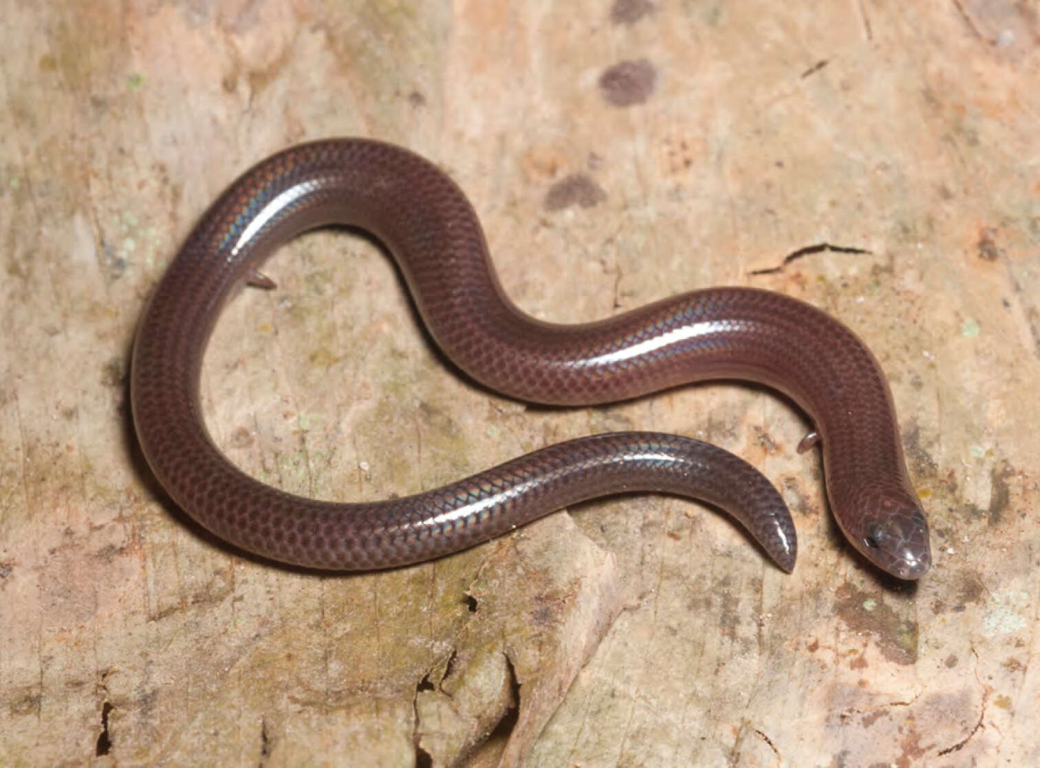 Image of Pretty Short-legged Skink