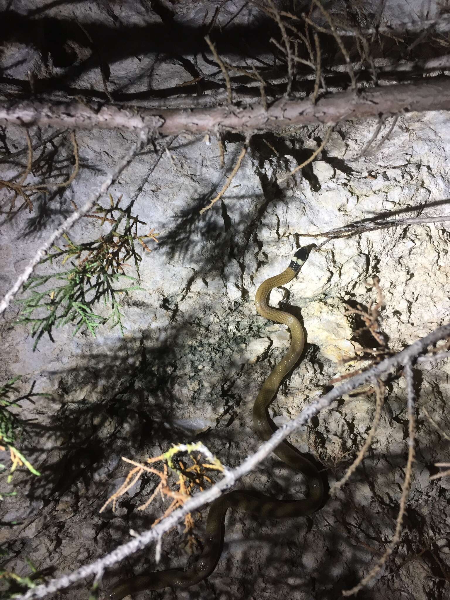 Image of Big Bend Blackhead Snake