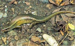 Image of Common Sun Skink