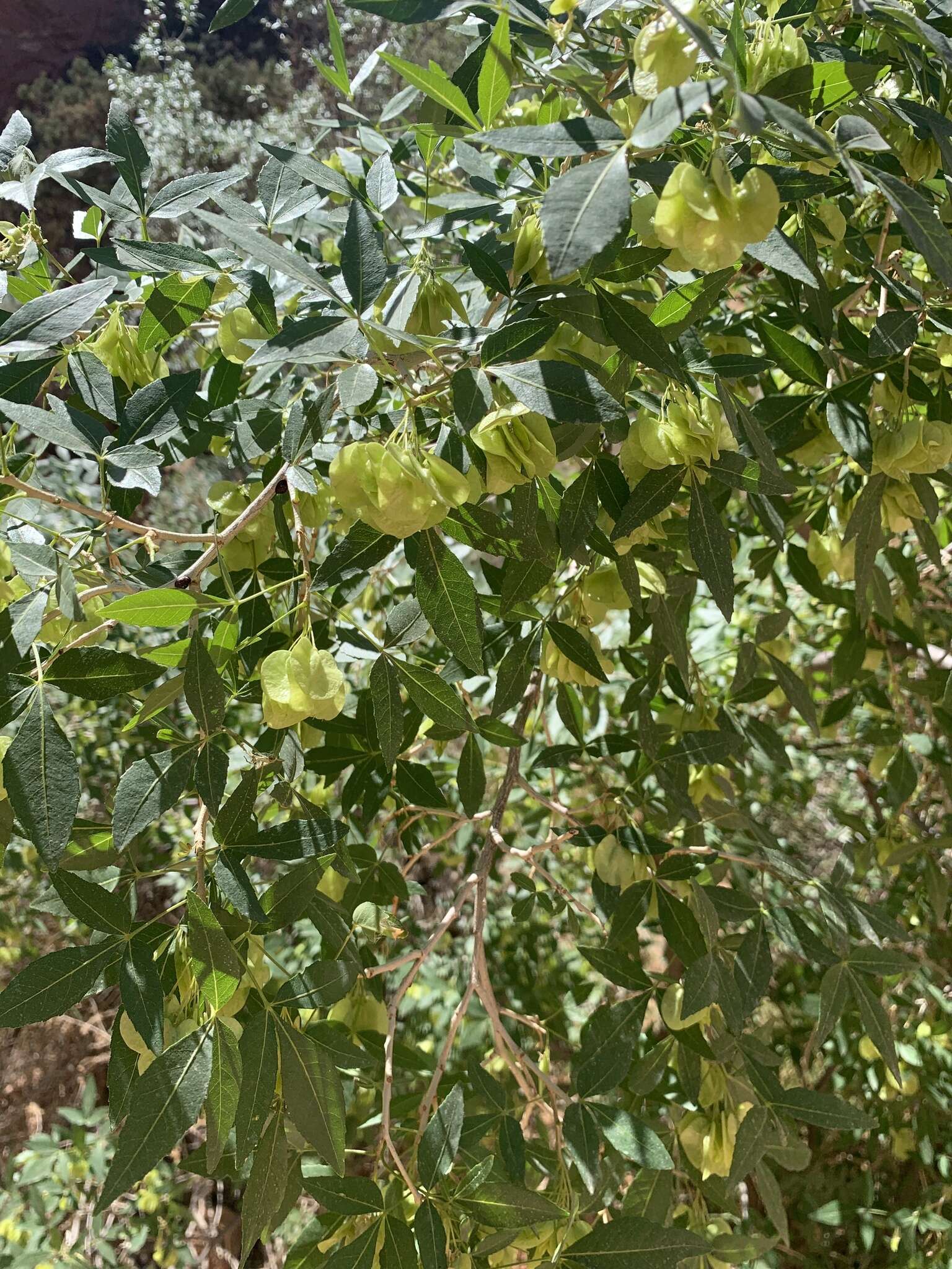 صورة Ptelea trifoliata subsp. angustifolia (Benth.) V. Bailey