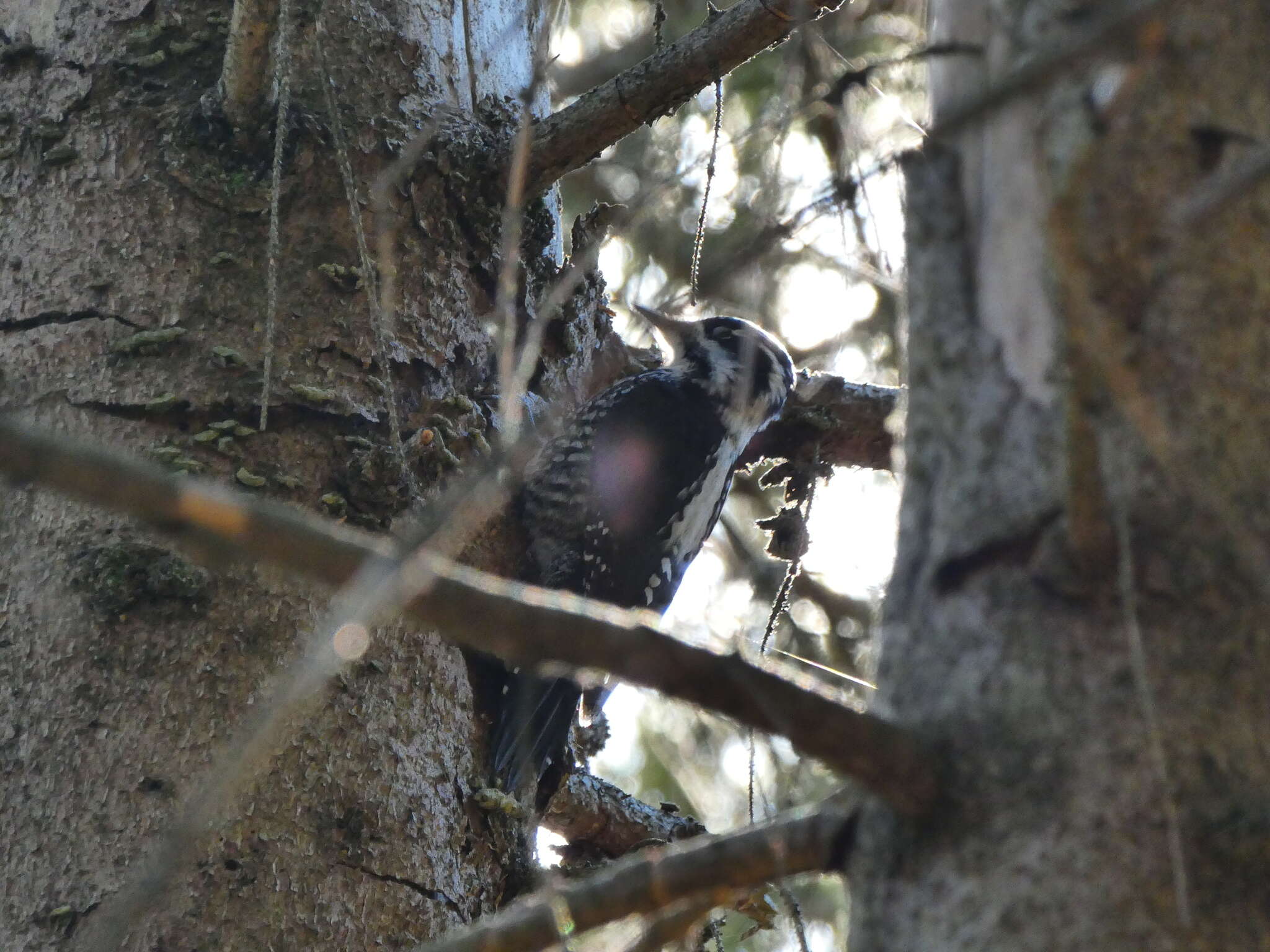 Image of Eurasian Three-toed Woodpecker