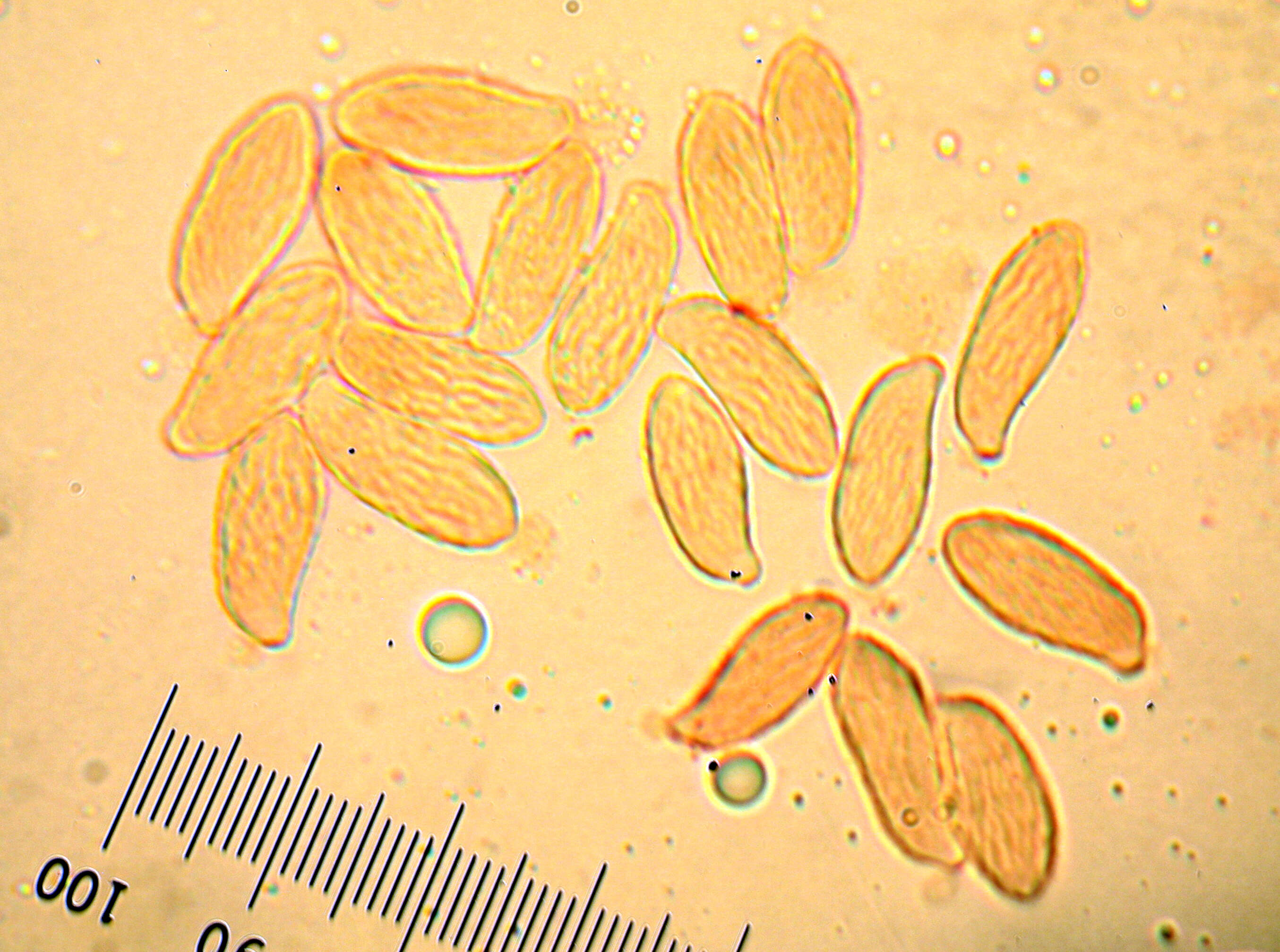 Image of Cauliflower coral