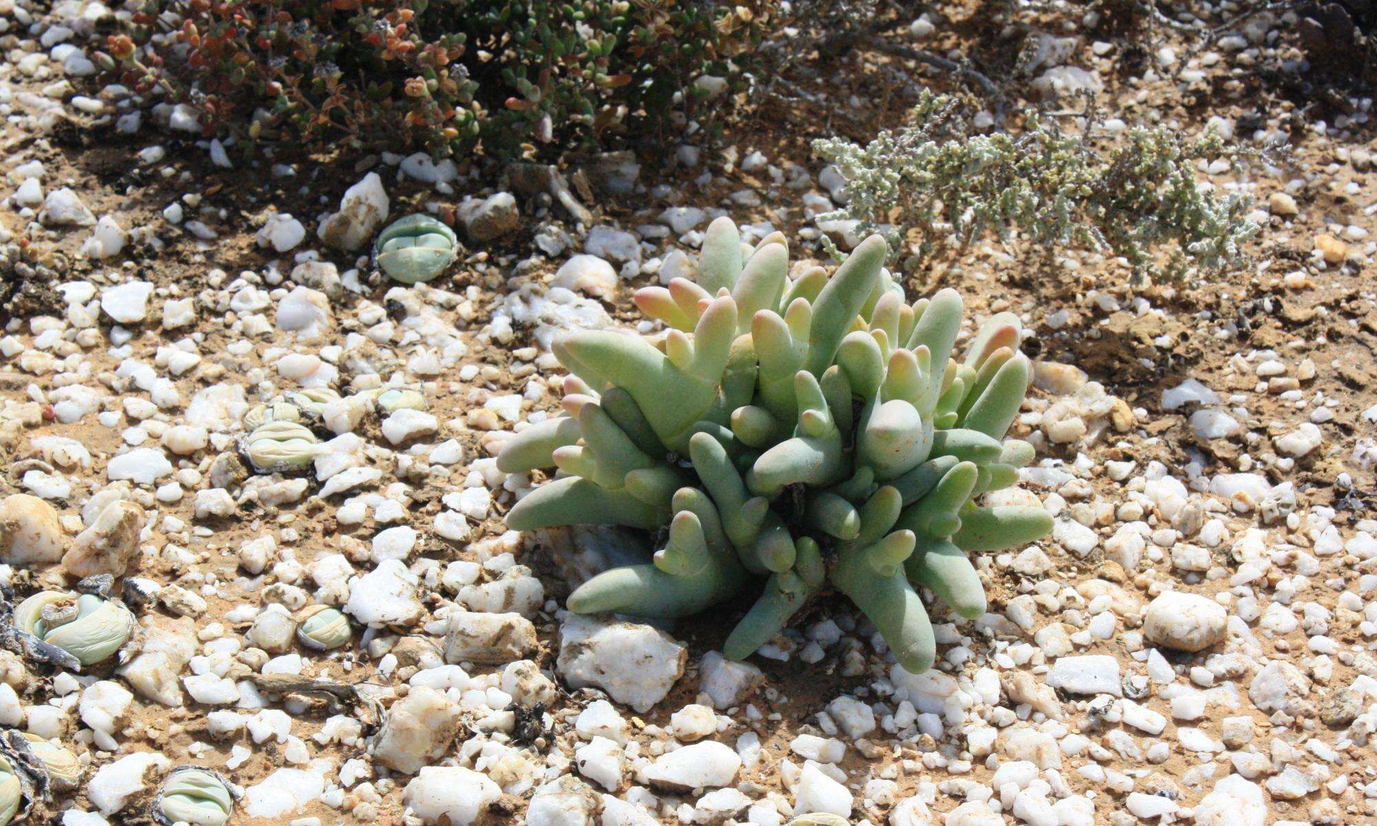 صورة Mesembryanthemum digitatum subsp. digitatum