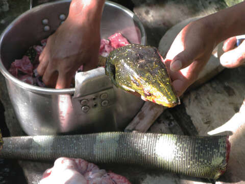 Image of Northern Sierra Madre forest monitor