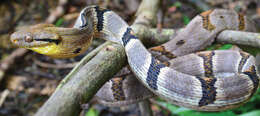 Image of Dog-toothed Cat Snake