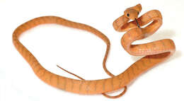 Image of Philippine Cat Snake