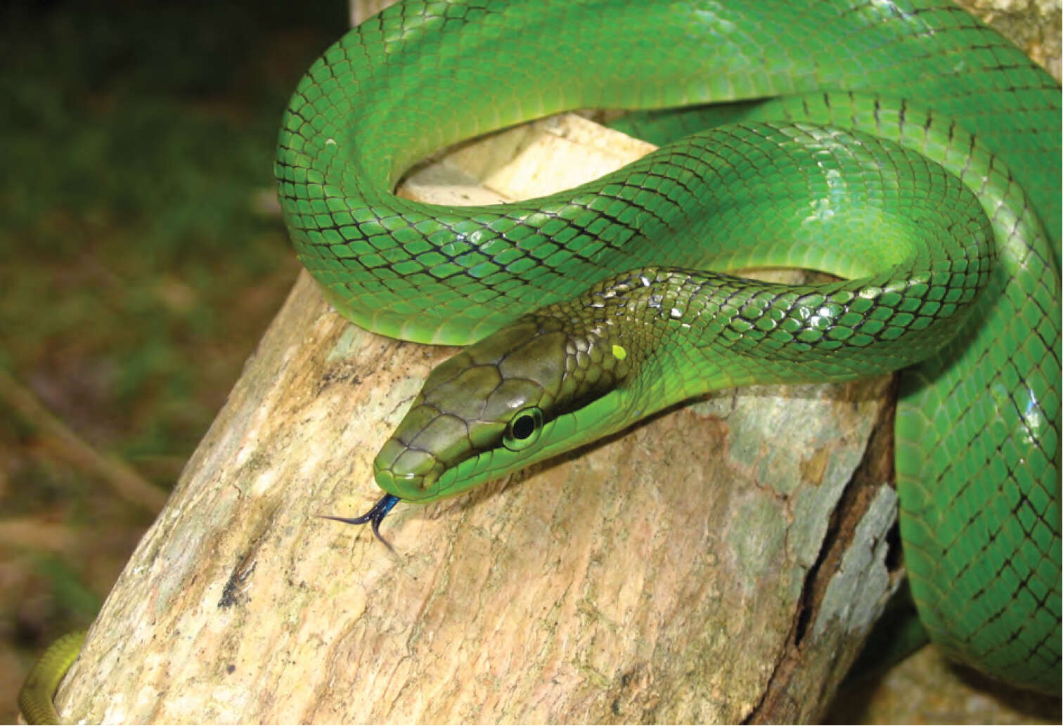 Image of Arboreal Rat Snake