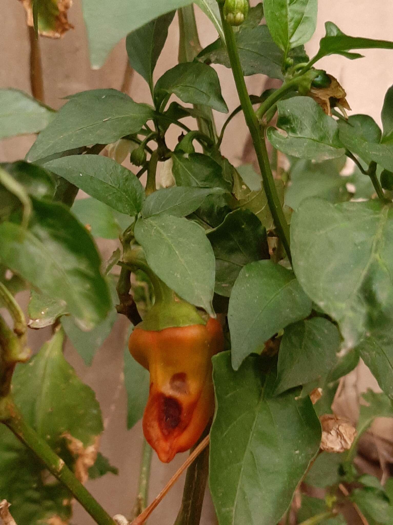 Image of <i>Capsicum <i>annuum</i></i> var. annuum