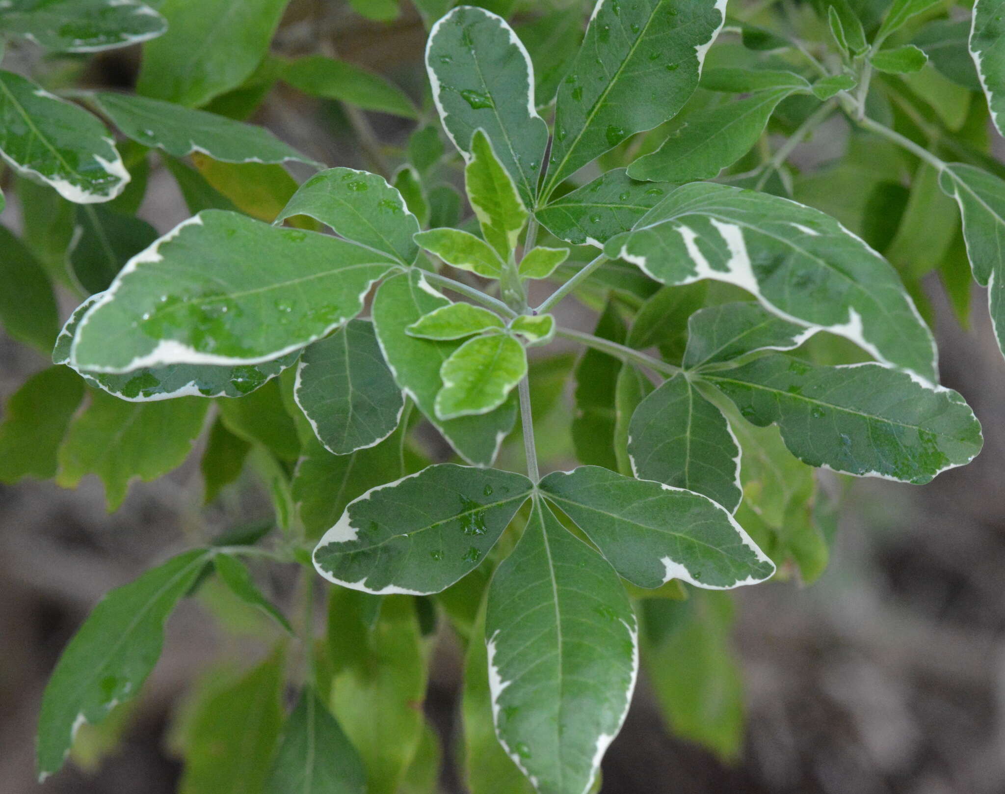 Imagem de Vitex trifolia subsp. trifolia