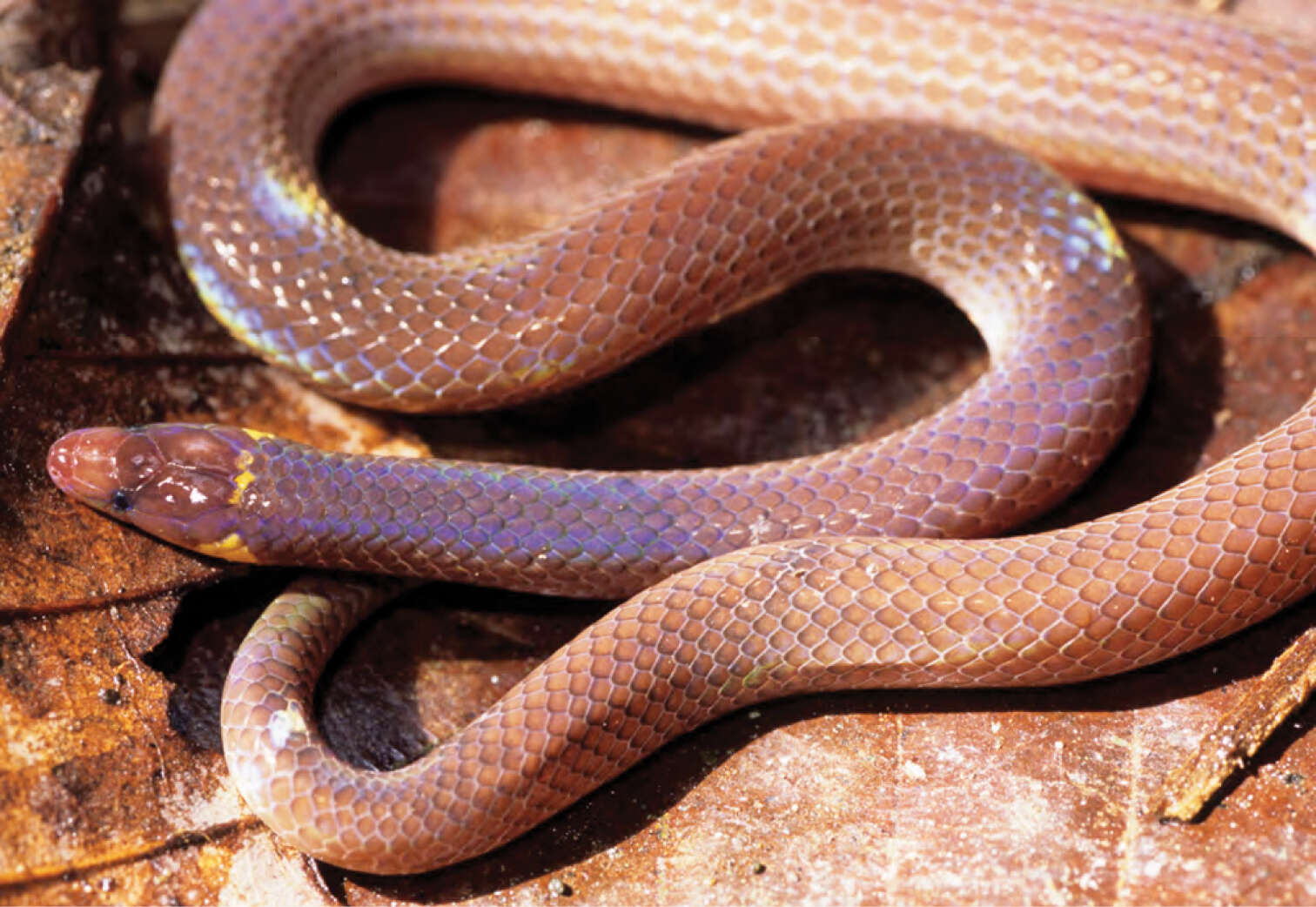 Image of Mcnamara's Burrowing Snake