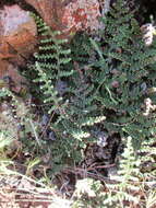 Image of coastal lipfern