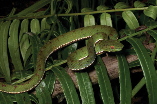 Trimeresurus flavomaculatus (Gray 1842) resmi