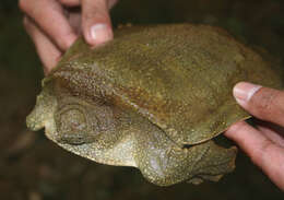 Image of Asian or Bibron’s Giant soft-shelled Turtle