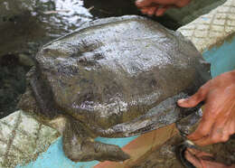 Image of Asian or Bibron’s Giant soft-shelled Turtle