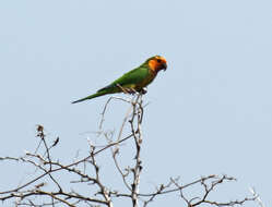 Image of Eupsittula pertinax pertinax (Linnaeus 1758)