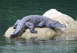 Image of Philippine crocodile
