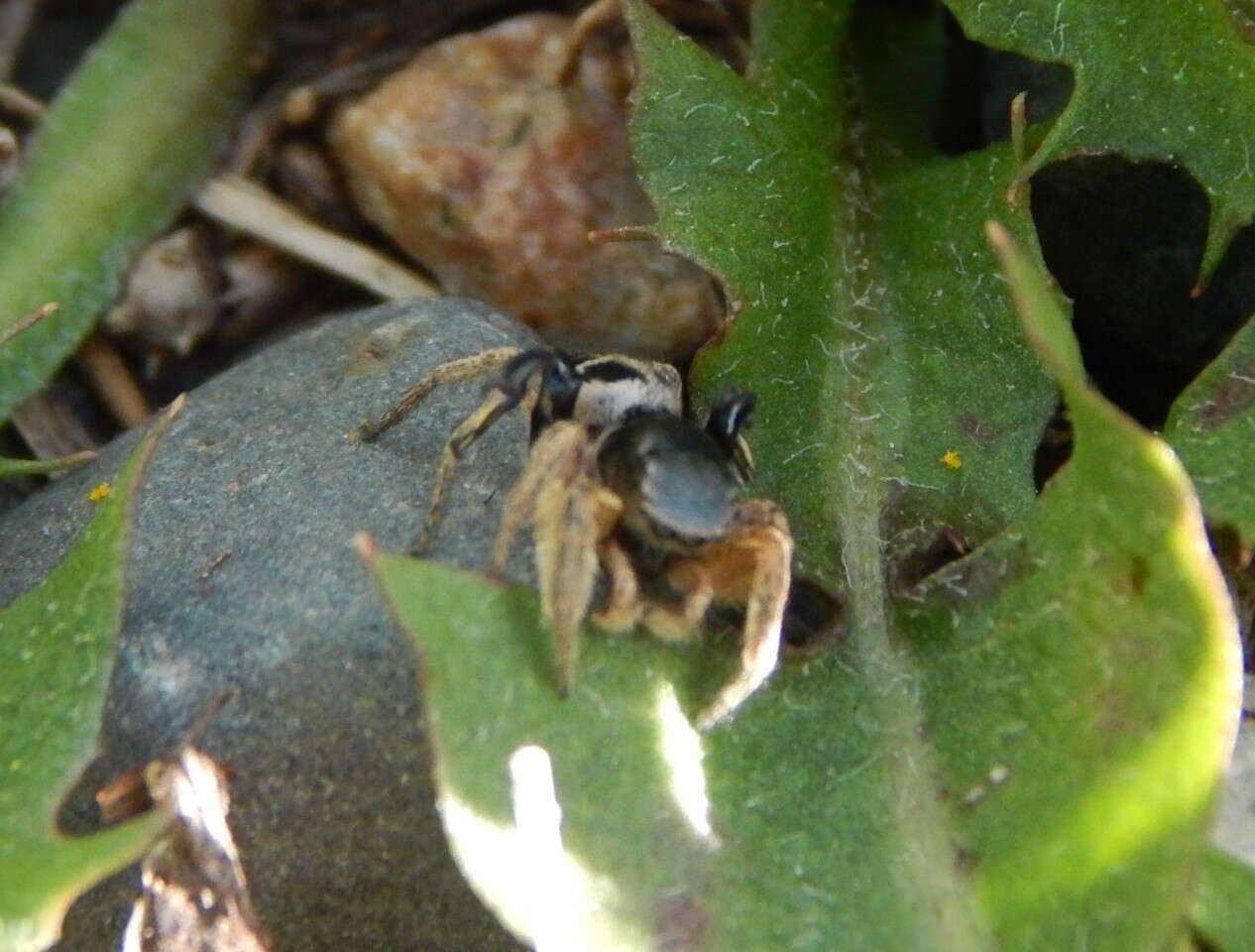 Image of Habronattus captiosus (Gertsch 1934)