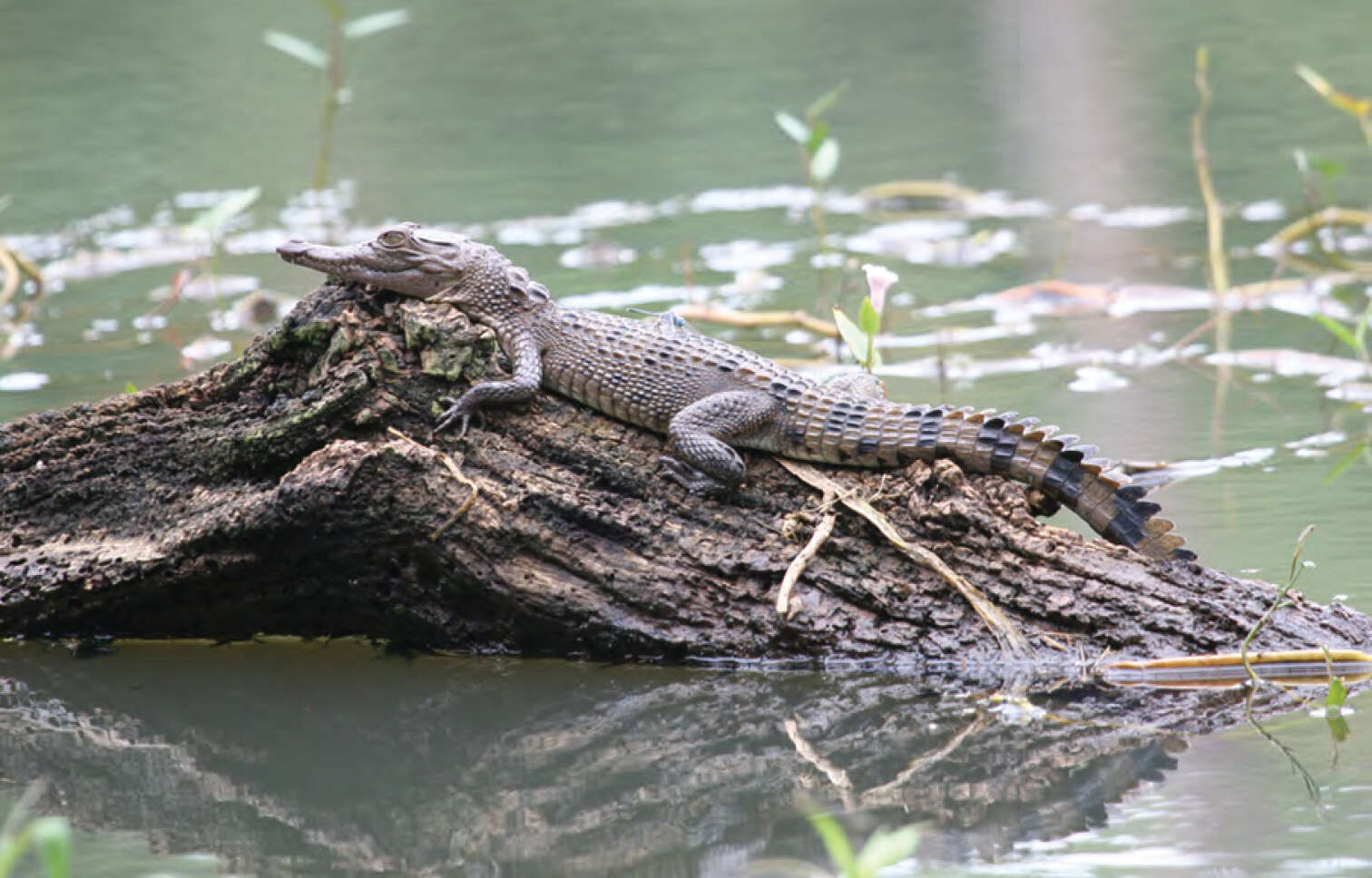 Image of Philippine crocodile