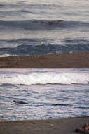 Image of Estuarine Crocodile