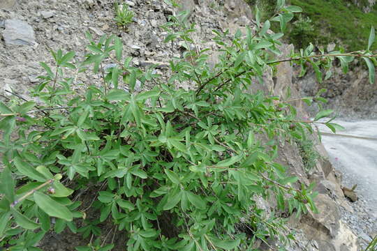 Image of Lonicera pyrenaica L.