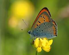 Image of Lycaena dispar rutilus (Werneburg 1864)