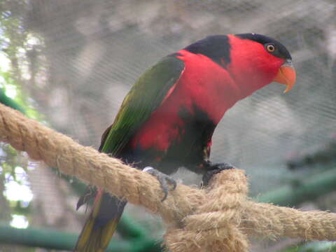 Слика од Lorius lory (Linnaeus 1758)