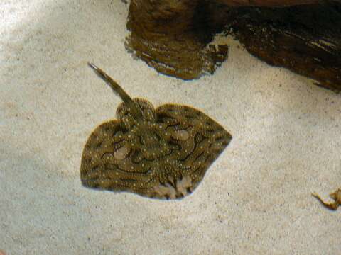 Image of Painted ray or Undulate ray