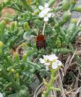 Anthophora urbana clementina Cockerell 1939 resmi